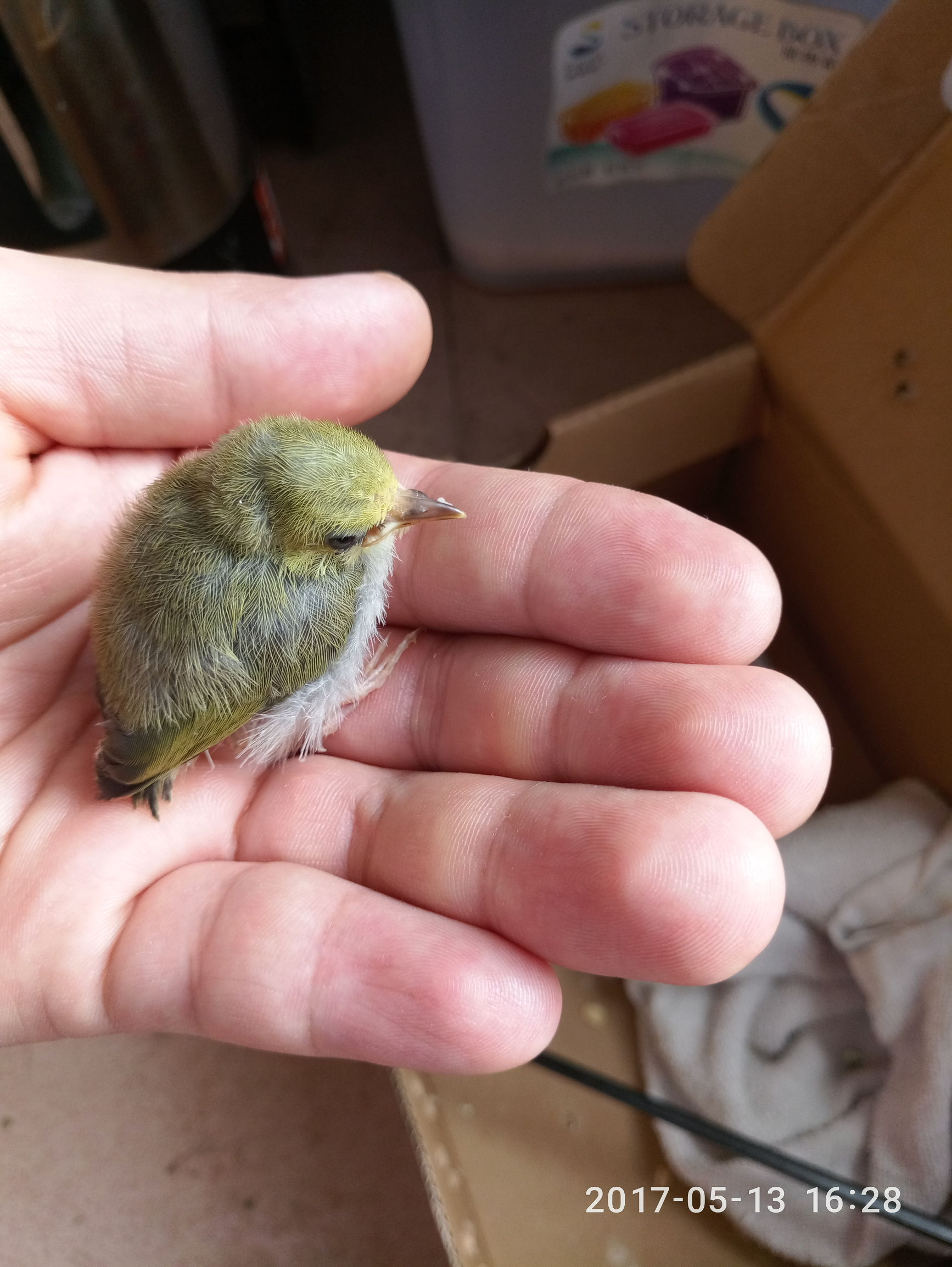 捡到一只小鸟怎么才能活下来,捡到一只小鸟怎么照顾