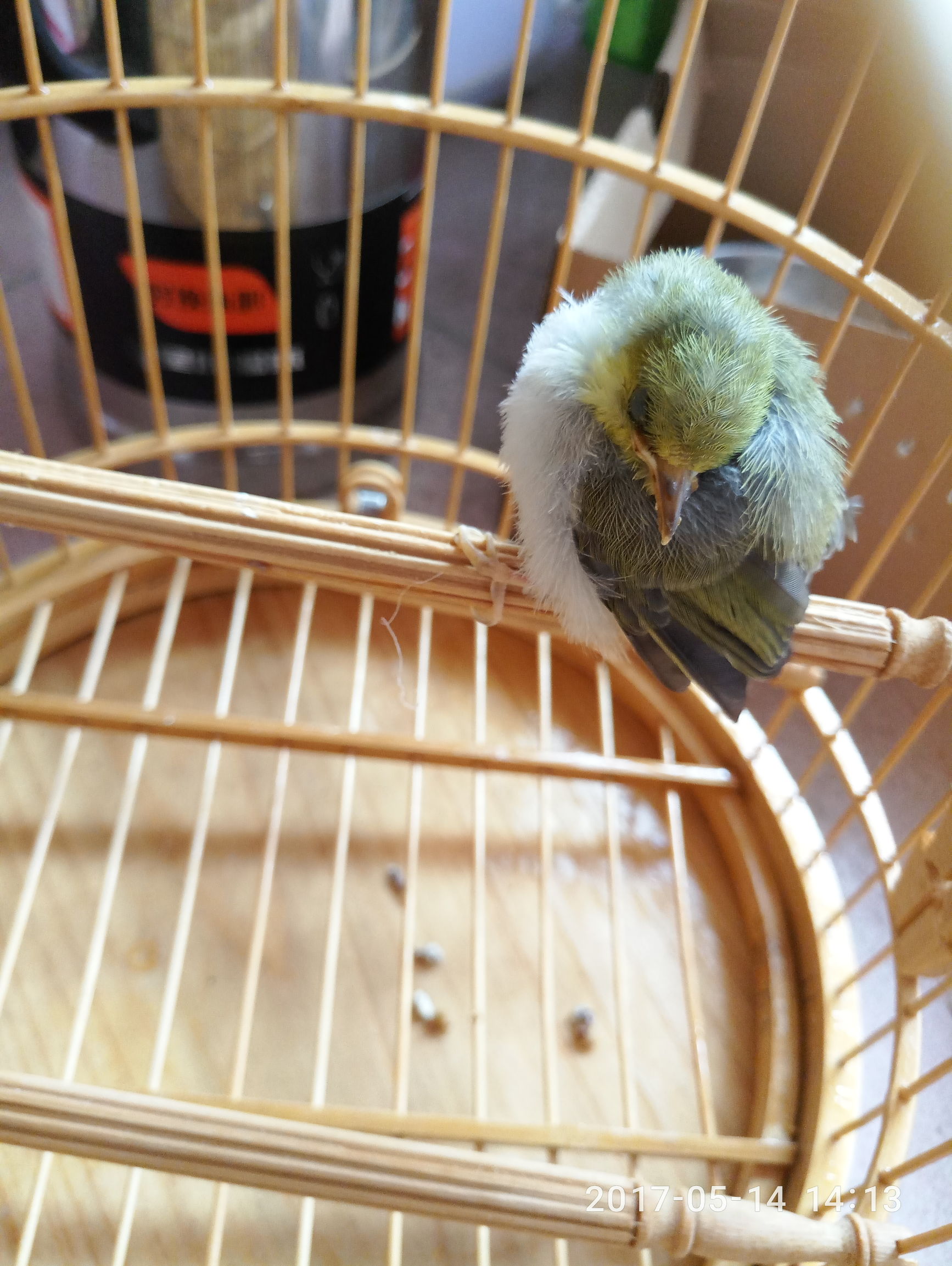 捡到一只小鸟怎么才能活下来,捡到一只小鸟怎么照顾