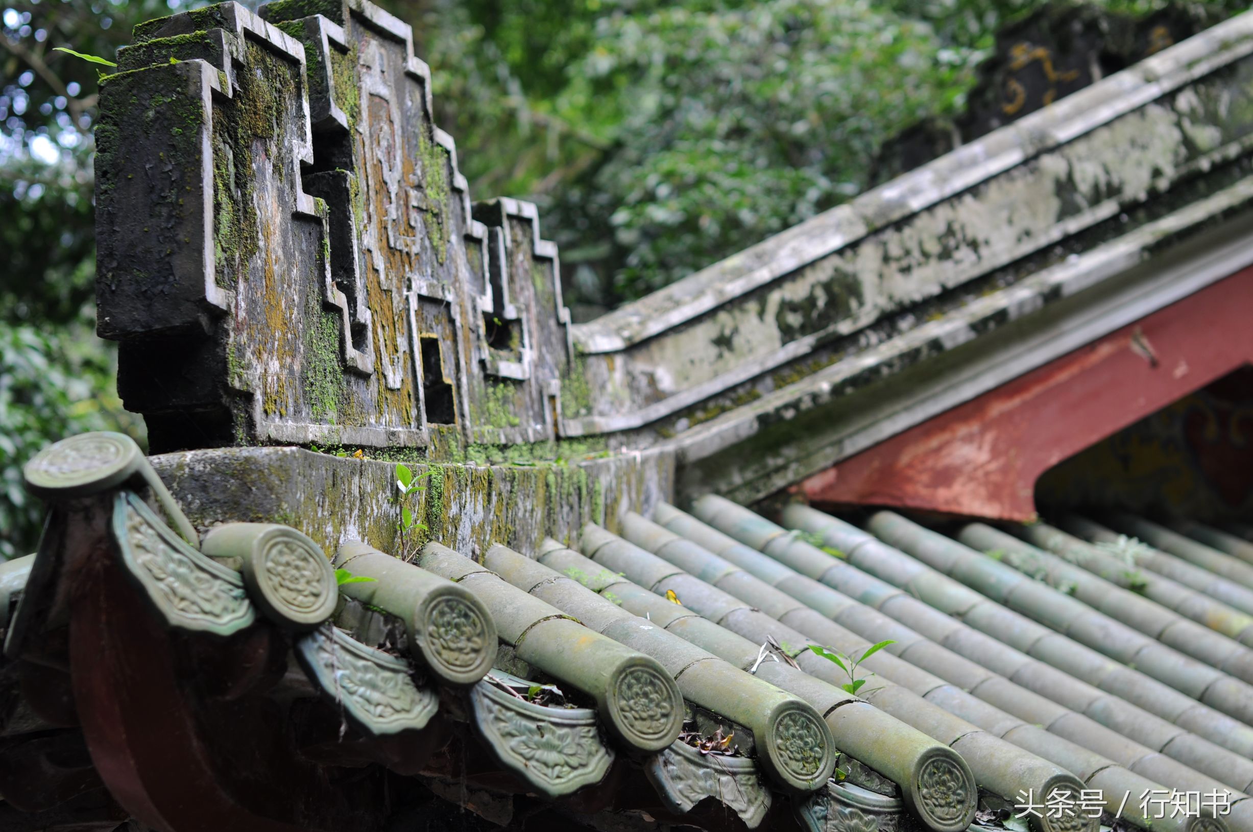深圳旅游必去十大景点动物园,广州一日游最佳去处动物园