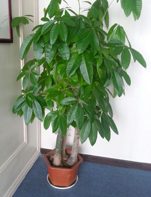 发财树在家怎么摆放才会真的发财,发财树长得这么好为什么不发财