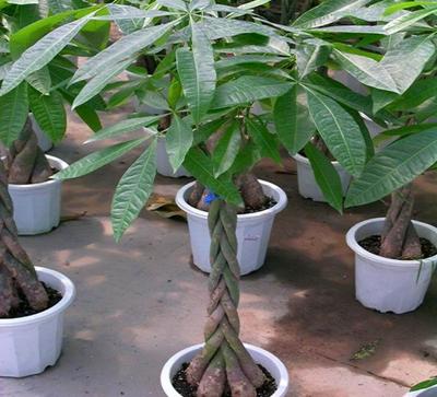 发财树在家怎么摆放才会真的发财,发财树长得这么好为什么不发财