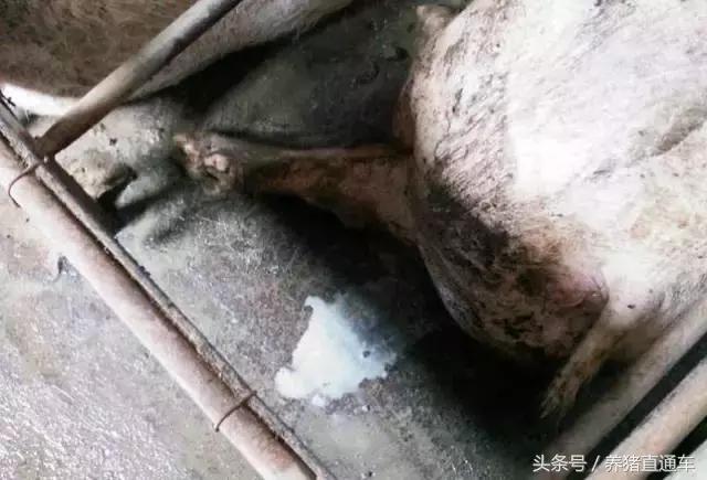 母猪子宫炎怎么根治,母猪子宫炎怎么办