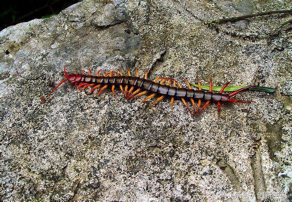 云南人站在食物链的顶端,死也不吃的食物