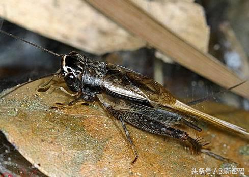 云南人站在食物链的顶端,死也不吃的食物
