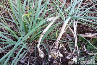 山东济南药材市场在哪里,济南常见的草药