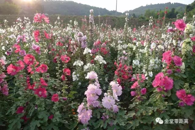 周末踏青最美樱花谷,周末乡村游田园美景醉游人