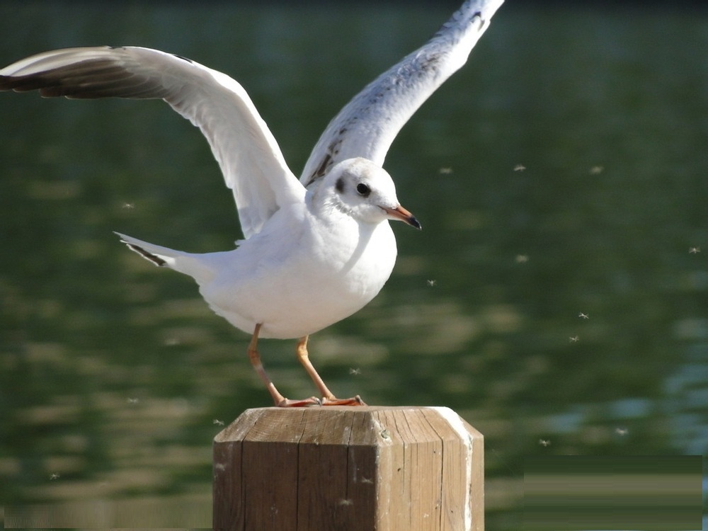 乳鸽的营养价值及功效,脆皮乳鸽营养价值