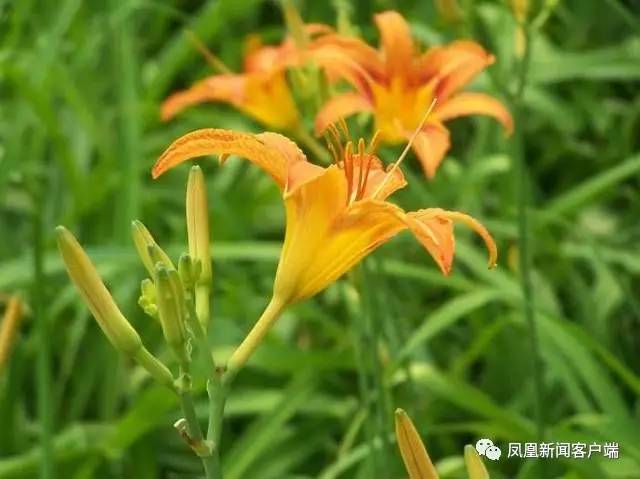 母亲节送康乃馨，都送错了？中国“母亲花”原来是它！