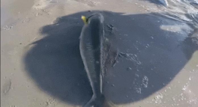 澳洲本地三文鱼价格,南通三文鱼吃货