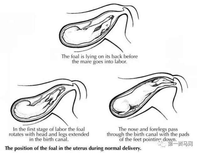 女马妈,马妈妈生日快乐