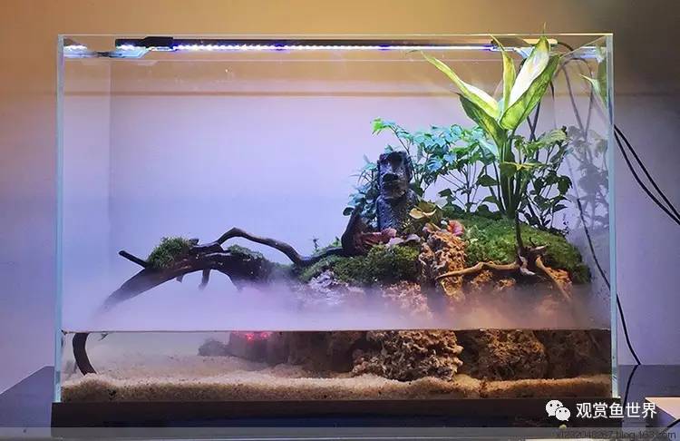 原生水陆缸开缸过程,超美摄影师