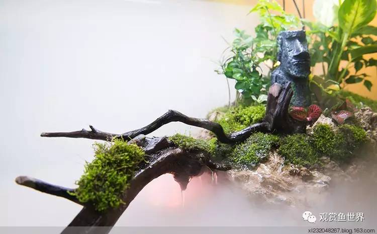 原生水陆缸开缸过程,超美摄影师