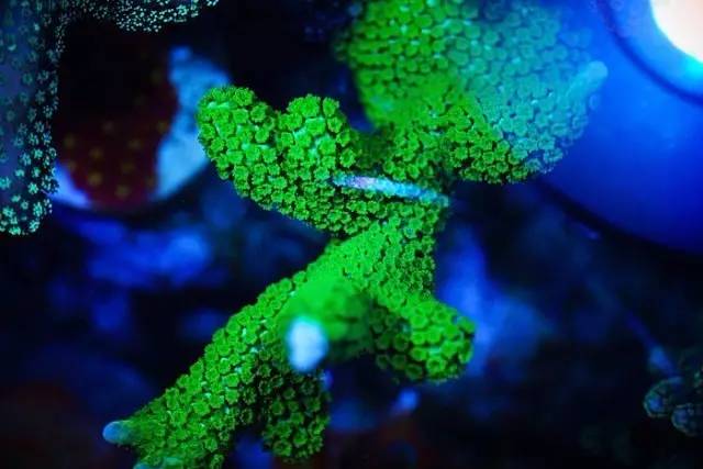 红树海缸,适合海缸的红树品种