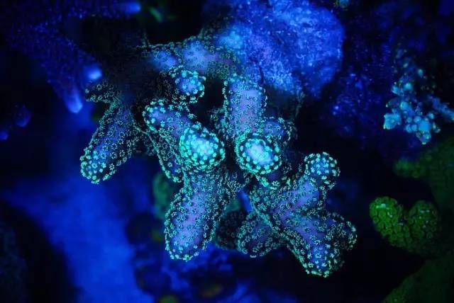 红树海缸,适合海缸的红树品种