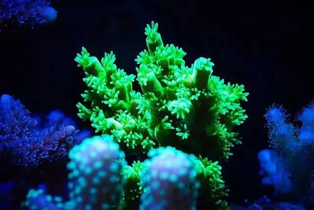 红树海缸,适合海缸的红树品种