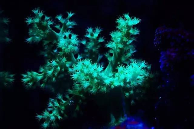 红树海缸,适合海缸的红树品种