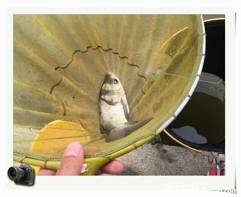 老地方钓鱼不好钓,五一抓鱼捕虾好去处