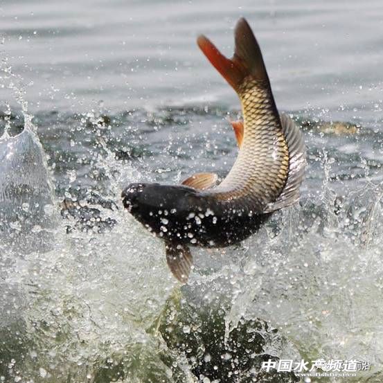 日供鲤鱼八千条,这家公司怎样把冷门的鲤鱼逆转成餐饮热点?