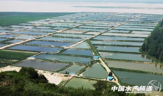 日供鲤鱼八千条,这家公司怎样把冷门的鲤鱼逆转成餐饮热点?