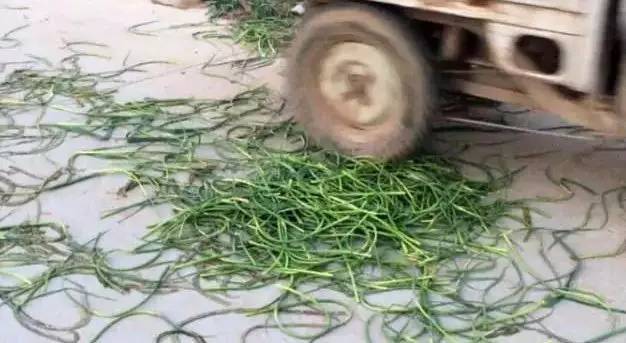 邳州蒜薹滞销,山东蒜薹滞销原因