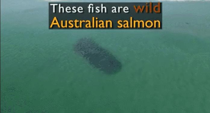 澳洲本地三文鱼价格,南通三文鱼吃货