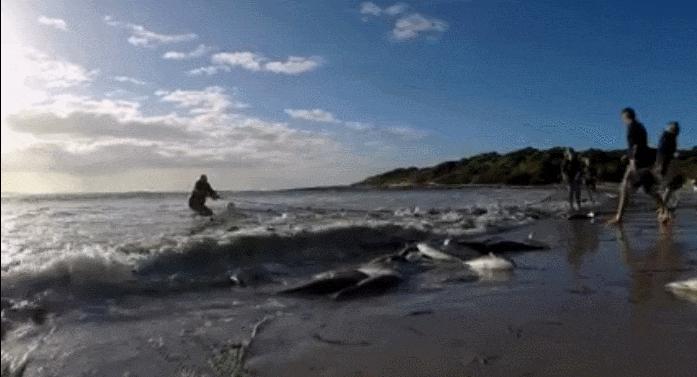 澳洲本地三文鱼价格,南通三文鱼吃货