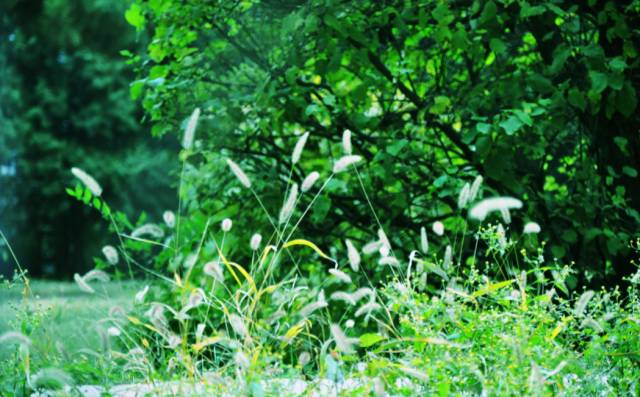 安心驱蚊,安心驱蚊虫