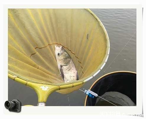 老地方钓鱼不好钓,五一抓鱼捕虾好去处