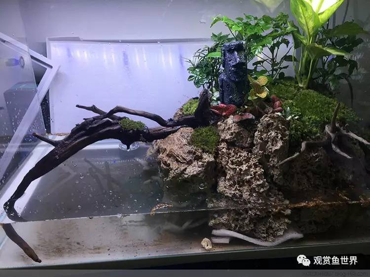 原生水陆缸开缸过程,超美摄影师