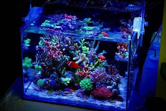 红树海缸,适合海缸的红树品种