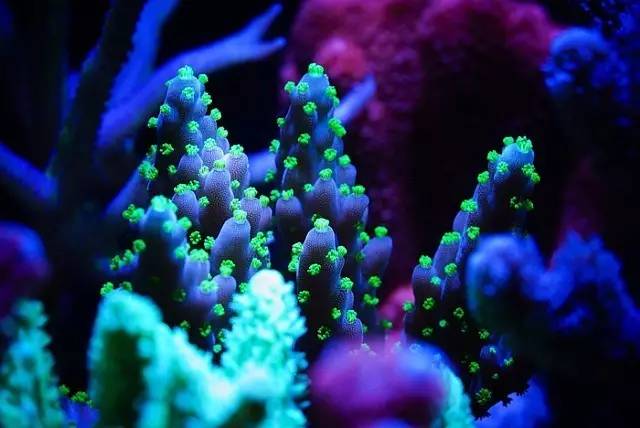 红树海缸,适合海缸的红树品种