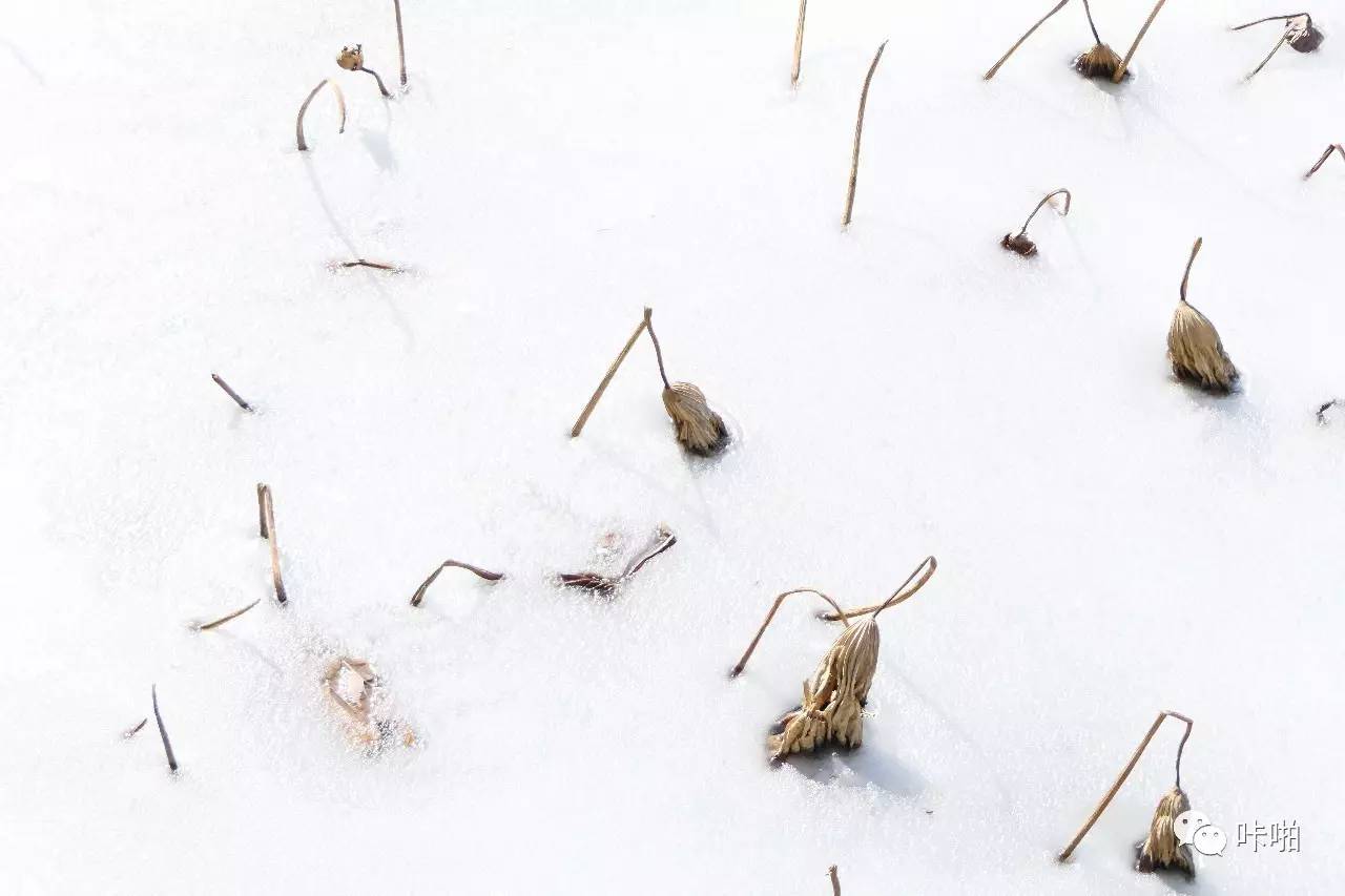 松下fz2500发布时间,松下fz长焦机