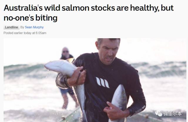 澳洲本地三文鱼价格,南通三文鱼吃货