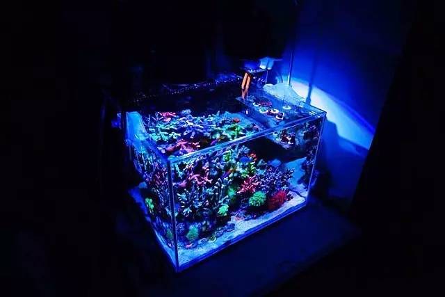 红树海缸,适合海缸的红树品种