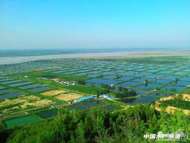 日供鲤鱼八千条,这家公司怎样把冷门的鲤鱼逆转成餐饮热点?