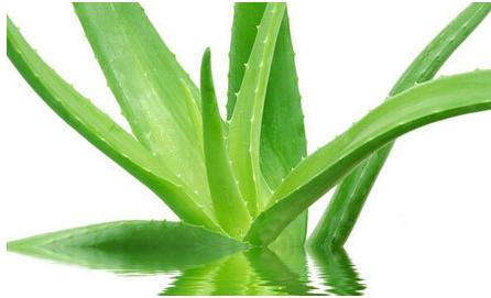 芦荟怎样祛斑?用芦荟真的能祛斑吗?