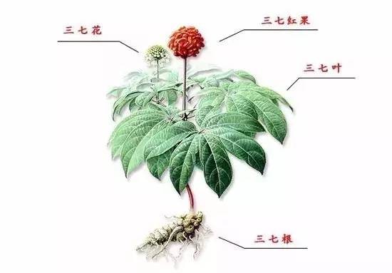 中药三七每天可以吃多少 (每日学一味草药之三七)