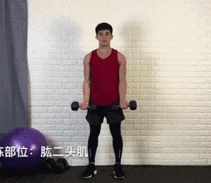 哑铃塑形动作大全,20斤哑铃练手臂的全套动作