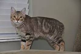 妈妈，这只猫咪怎么没有尾巴？