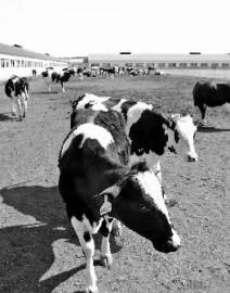 广泽巴氏奶,广泽巴氏奶长春