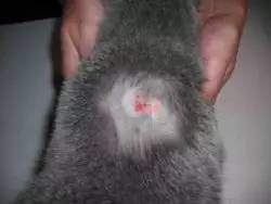 人传染了猫癣还会传染给其他人吗,得了猫癣会烂哪里