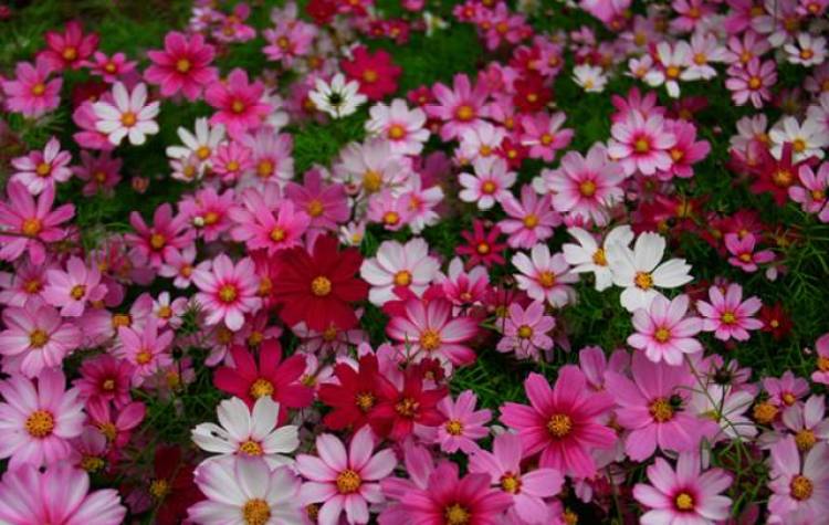 上海薰衣草节亲子嘉年华,薰衣草旅游节