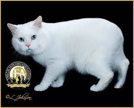 妈妈，这只猫咪怎么没有尾巴？