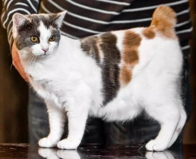 妈妈，这只猫咪怎么没有尾巴？