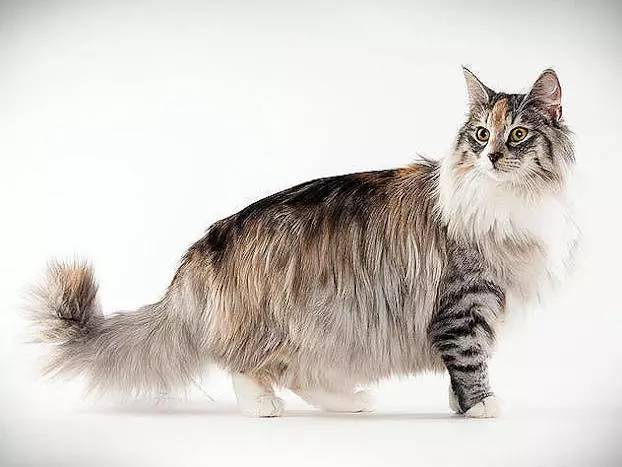 妈妈，这只猫咪怎么没有尾巴？