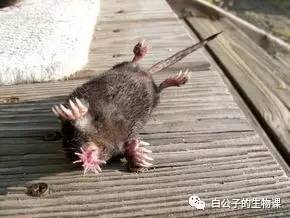 地球上真的有外星人的视频吗,地球上至少有四种外星人