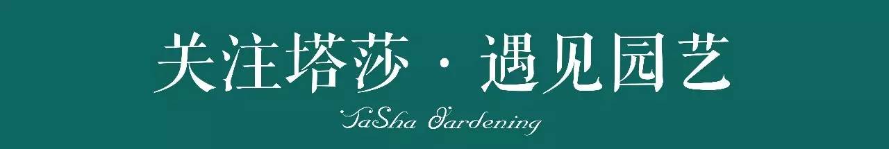 除了康乃馨以外送给妈妈什么花,代表母亲的花是康乃馨