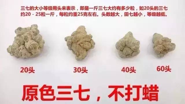 中药三七每天可以吃多少 (每日学一味草药之三七)