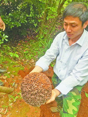 白蚁一般在家里的哪里筑巢,白蚁筑巢于水源在多少范围内