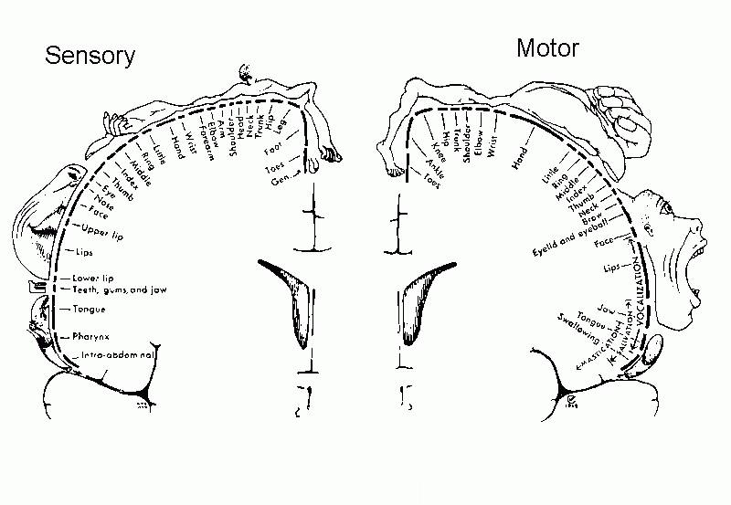 耳鬓厮磨的神经学解释是这样的